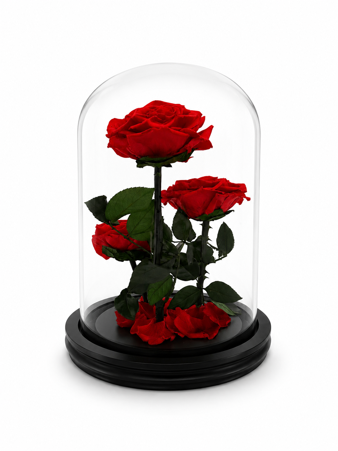 Eternal Trio | Three Real Preserved Roses Under Glass Dome
