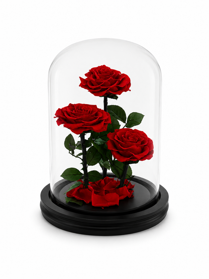 Eternal Trio | Three Real Preserved Roses Under Glass Dome