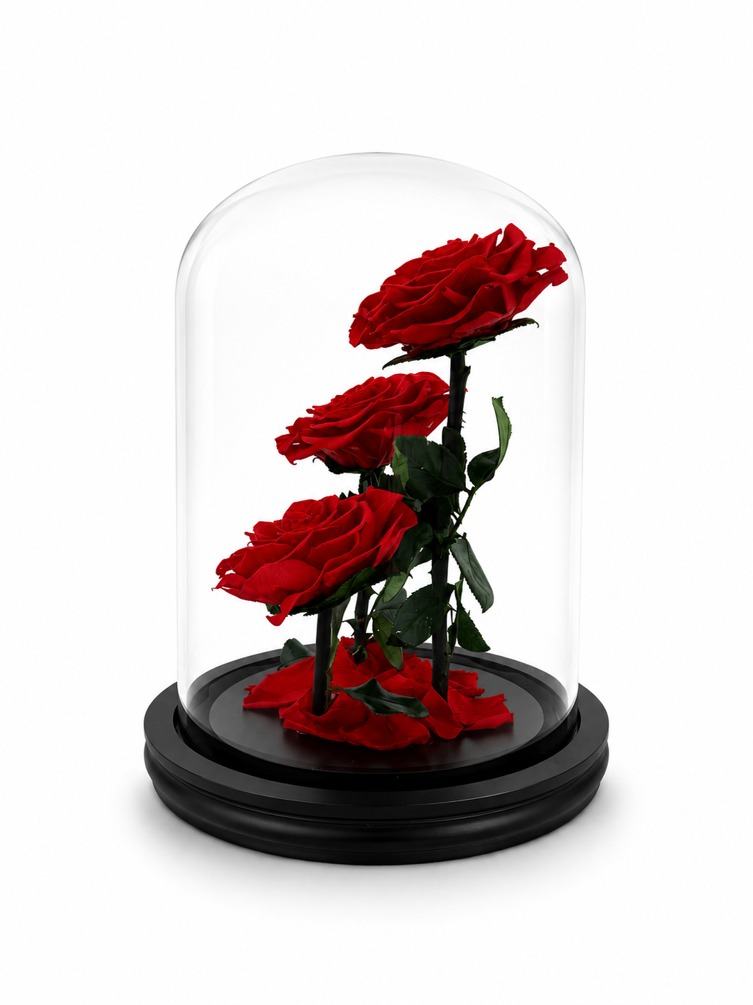 Eternal Trio | Three Real Preserved Roses Under Glass Dome