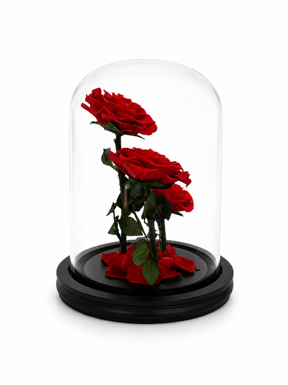 Eternal Trio | Three Real Preserved Roses Under Glass Dome