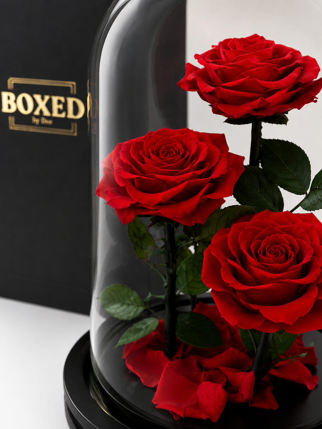 Eternal Trio | Three Real Preserved Roses Under Glass Dome