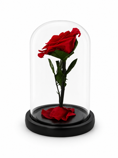 A single preserved red rose with green leaves displayed inside a clear glass dome on a round black base, photographed against a plain white background.