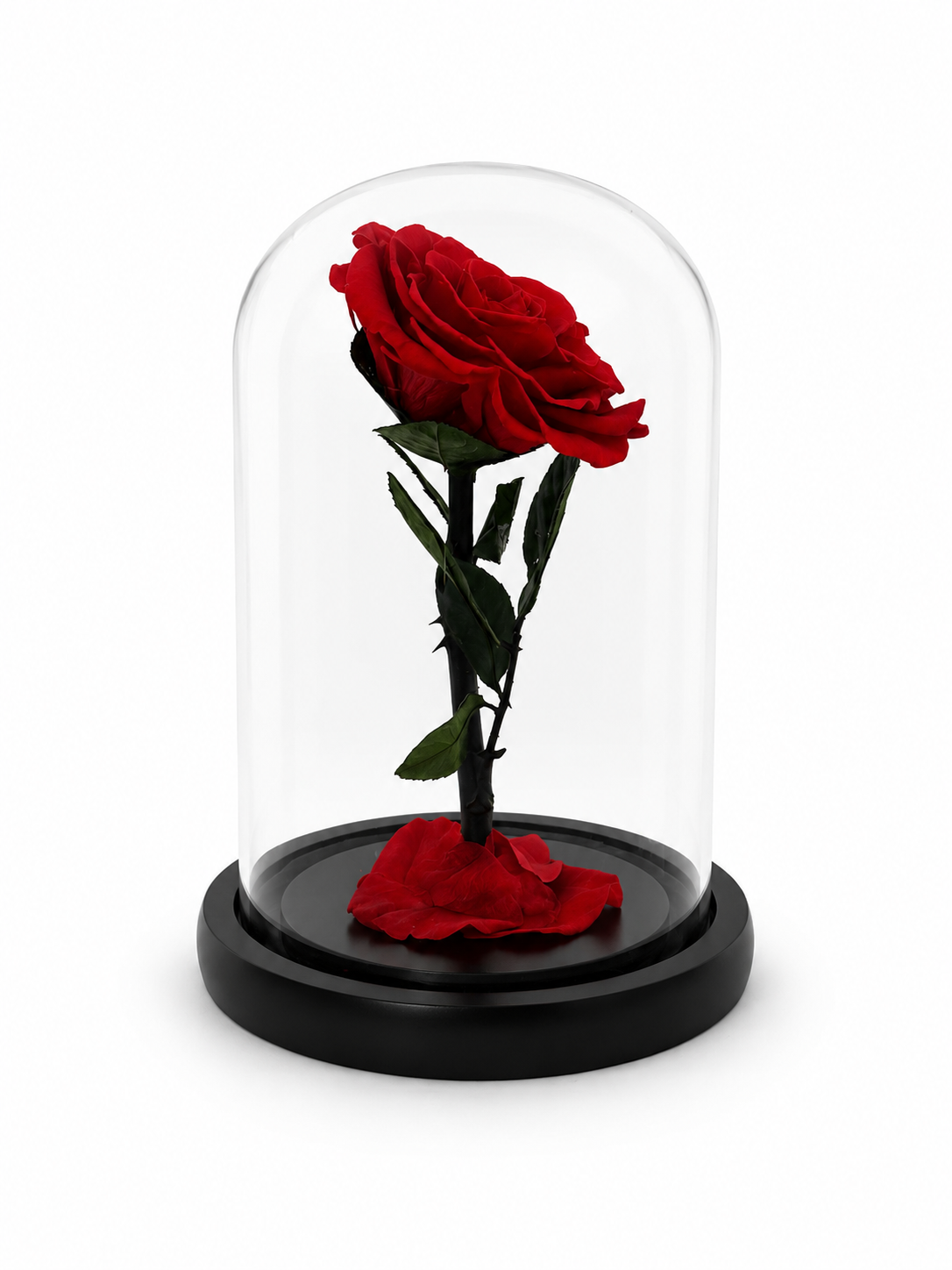 A single preserved red rose with green stem and leaves, displayed inside a clear glass dome on a round black base against a white background.